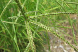 Eleusine indica (L.) Gaertn. resmi