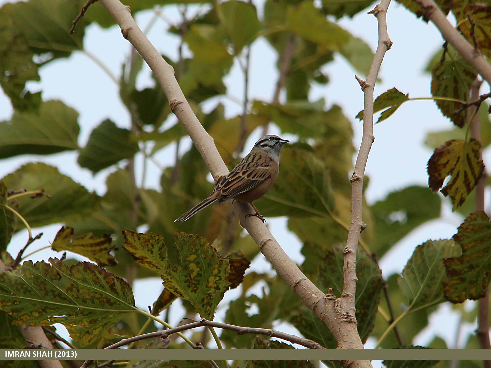 Image of European Rock Bunting