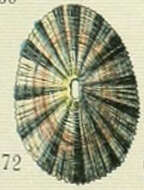 Image of Fissurella Bruguière 1789