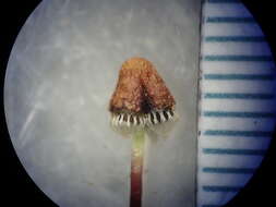 Image of Asterella drummondii (Taylor) R. M. Schust. ex D. G. Long