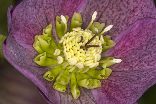 Image of lenten-rose