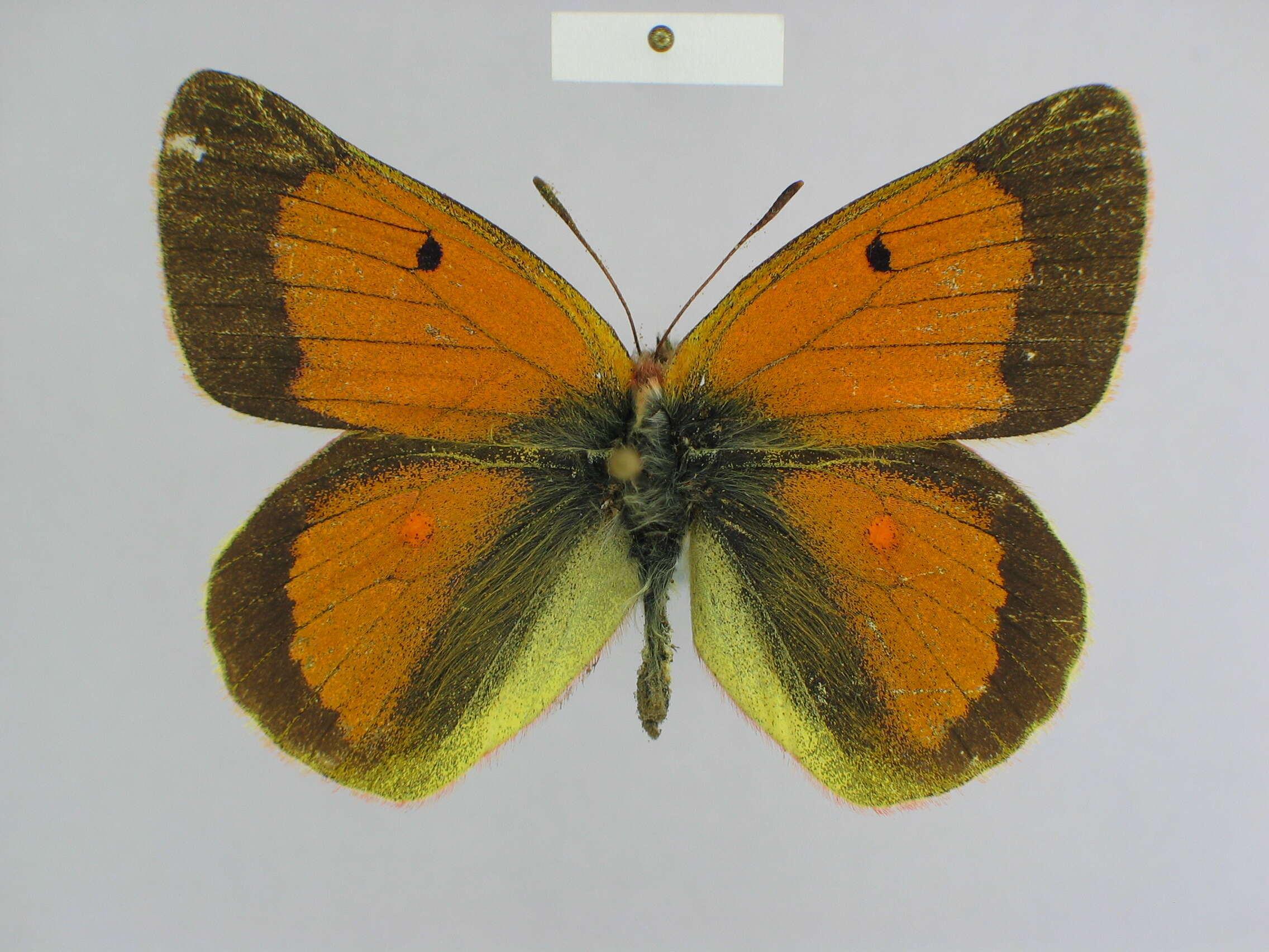 Image of Colias adelaidae Verhulst 1991