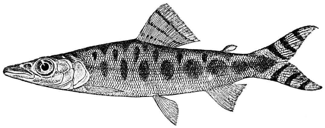 Image of Mesoborus