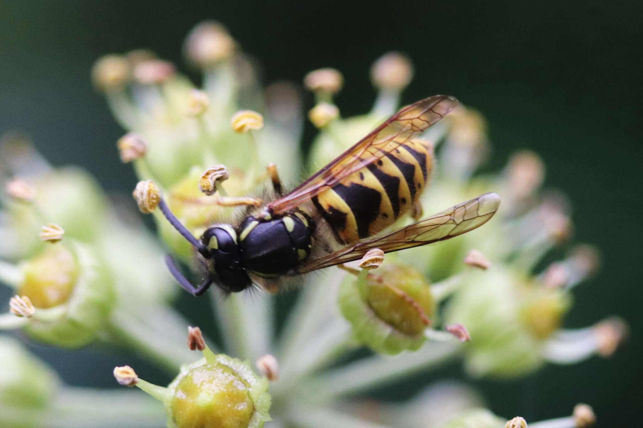 Image of Common wasp