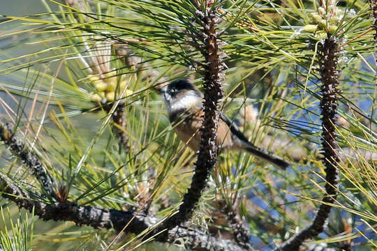 Image of Burmese Bushtit