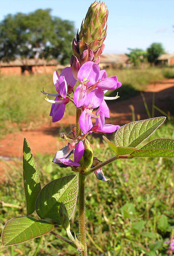 Image of greenleaf ticktrefoil