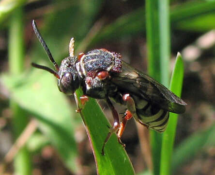 Слика од Epeolus scutellaris Say 1824