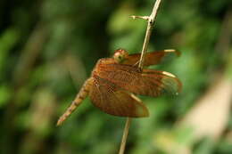 Image of Black Stream Glider