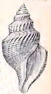 Image of Gymnobela bairdii (Verrill & S. Smith)