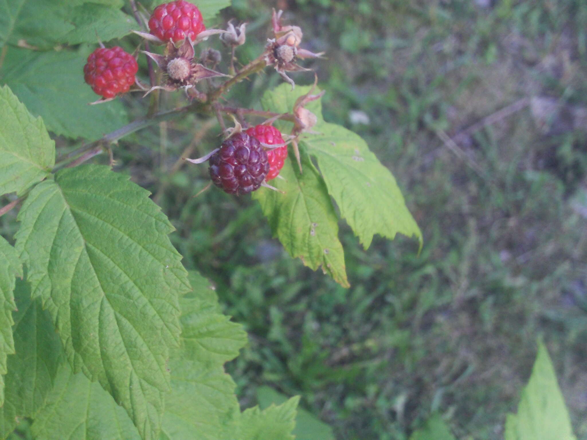 Image of black raspberry