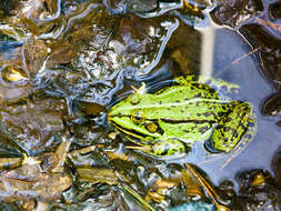 Image of Pelophylax esculentus