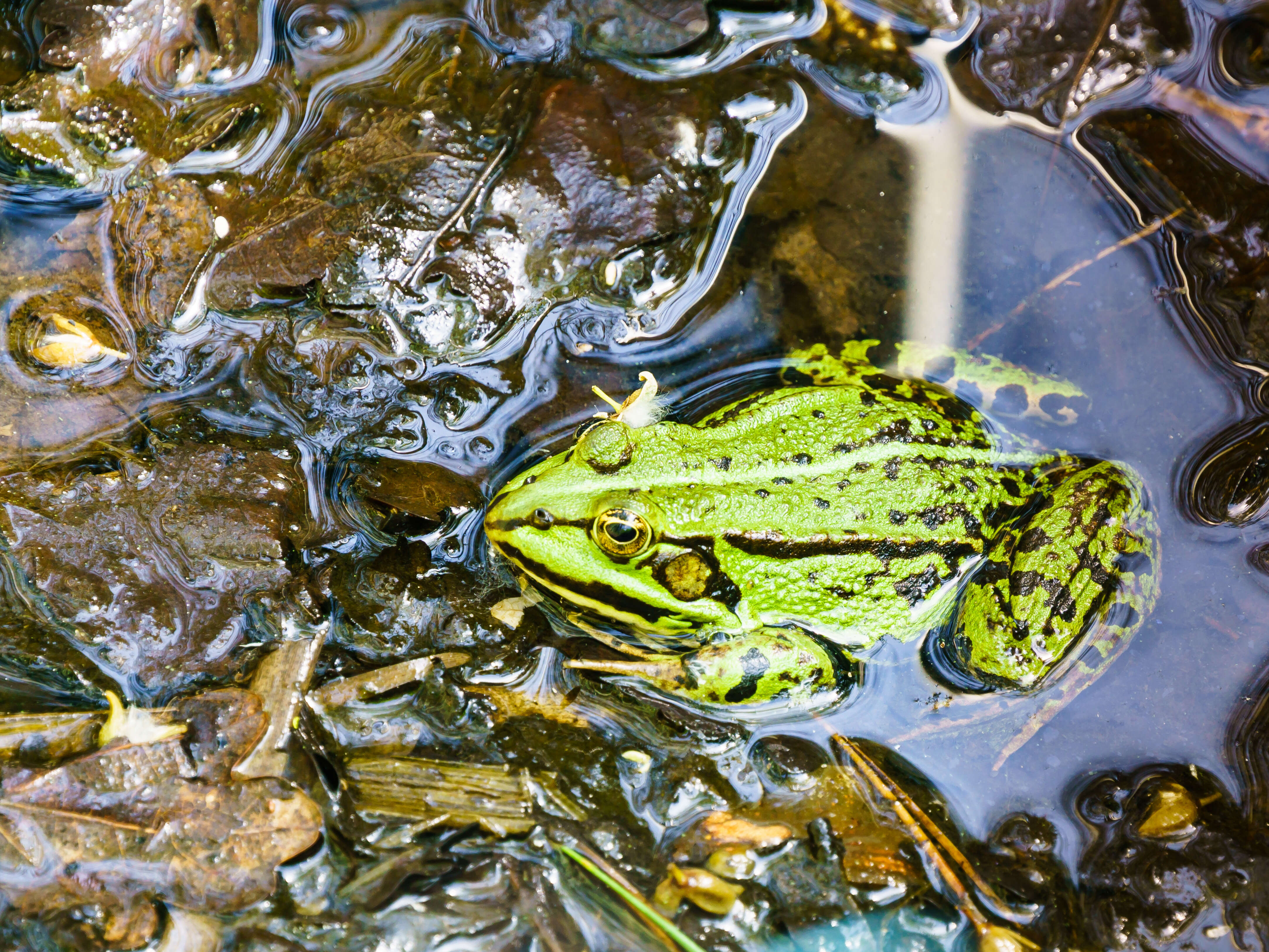 Image of Pelophylax esculentus