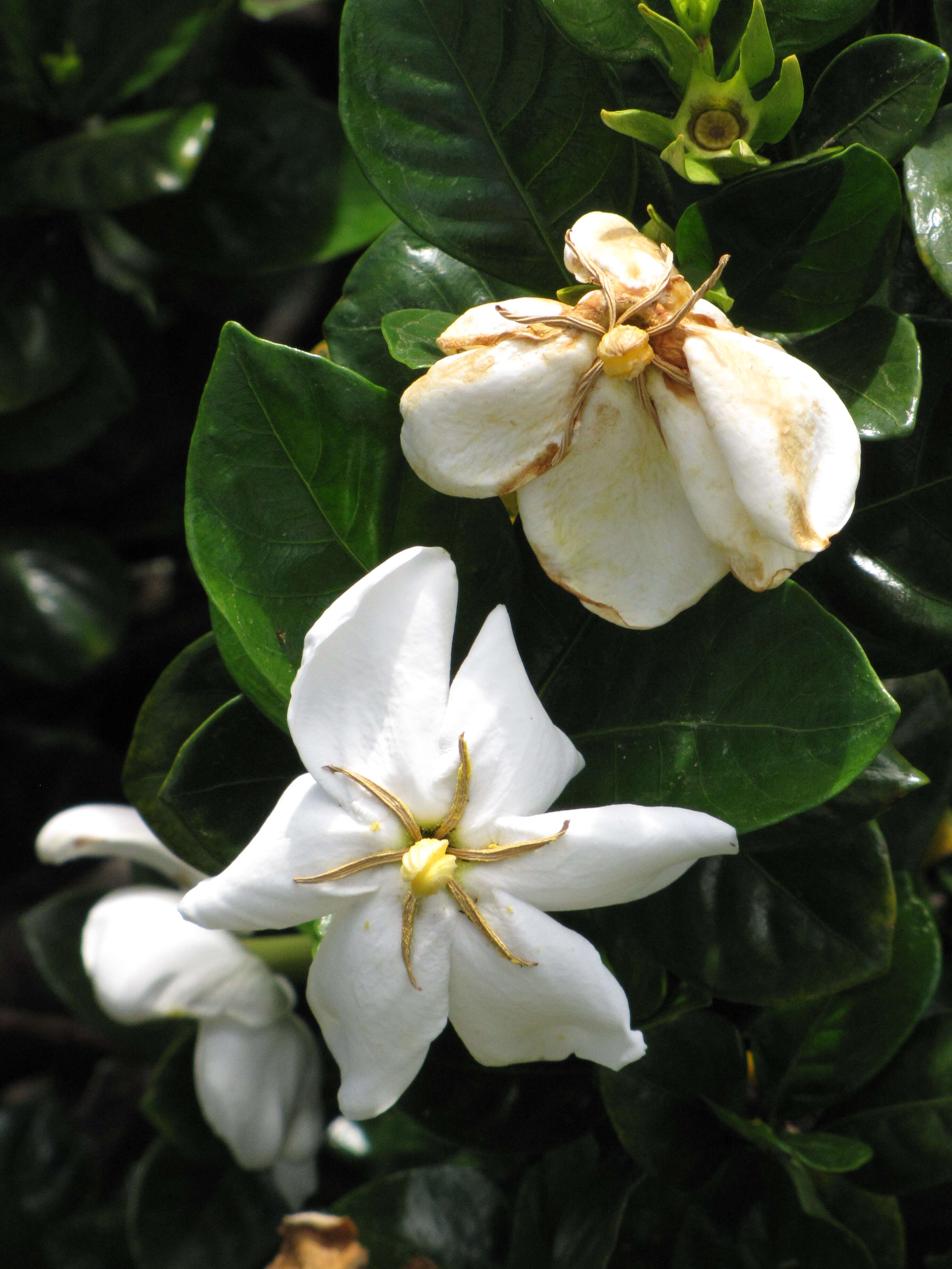 Image of Cape jasmine