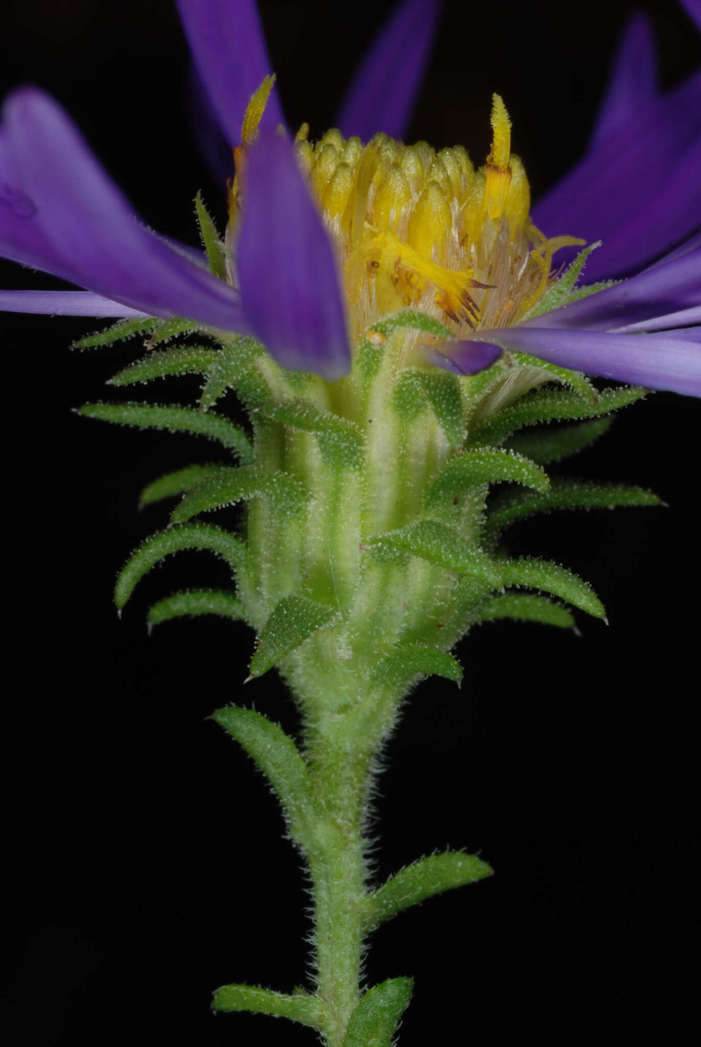 Image of largeflower aster