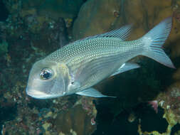 Image of Big eye bream