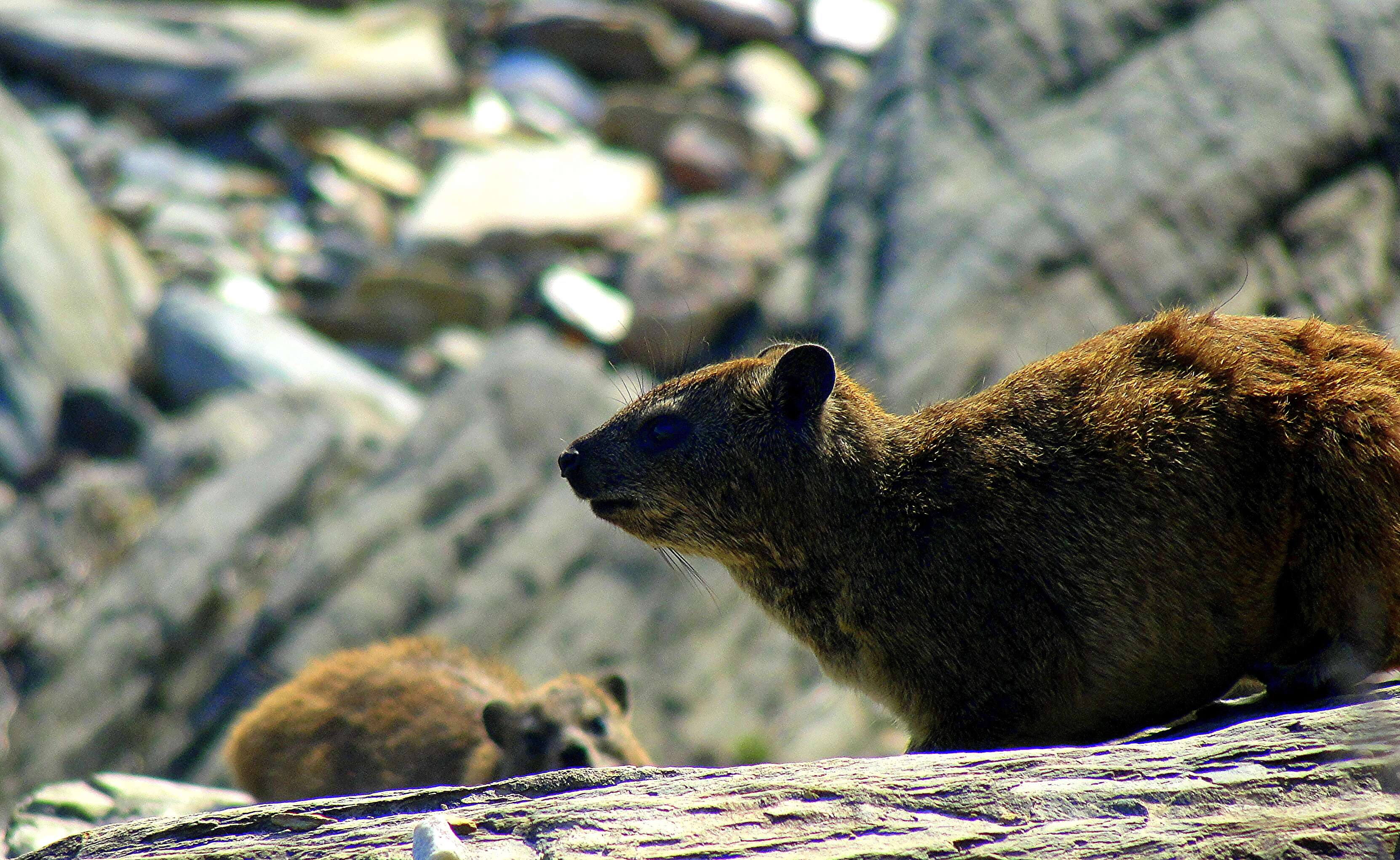 Image of Rock Hyrax