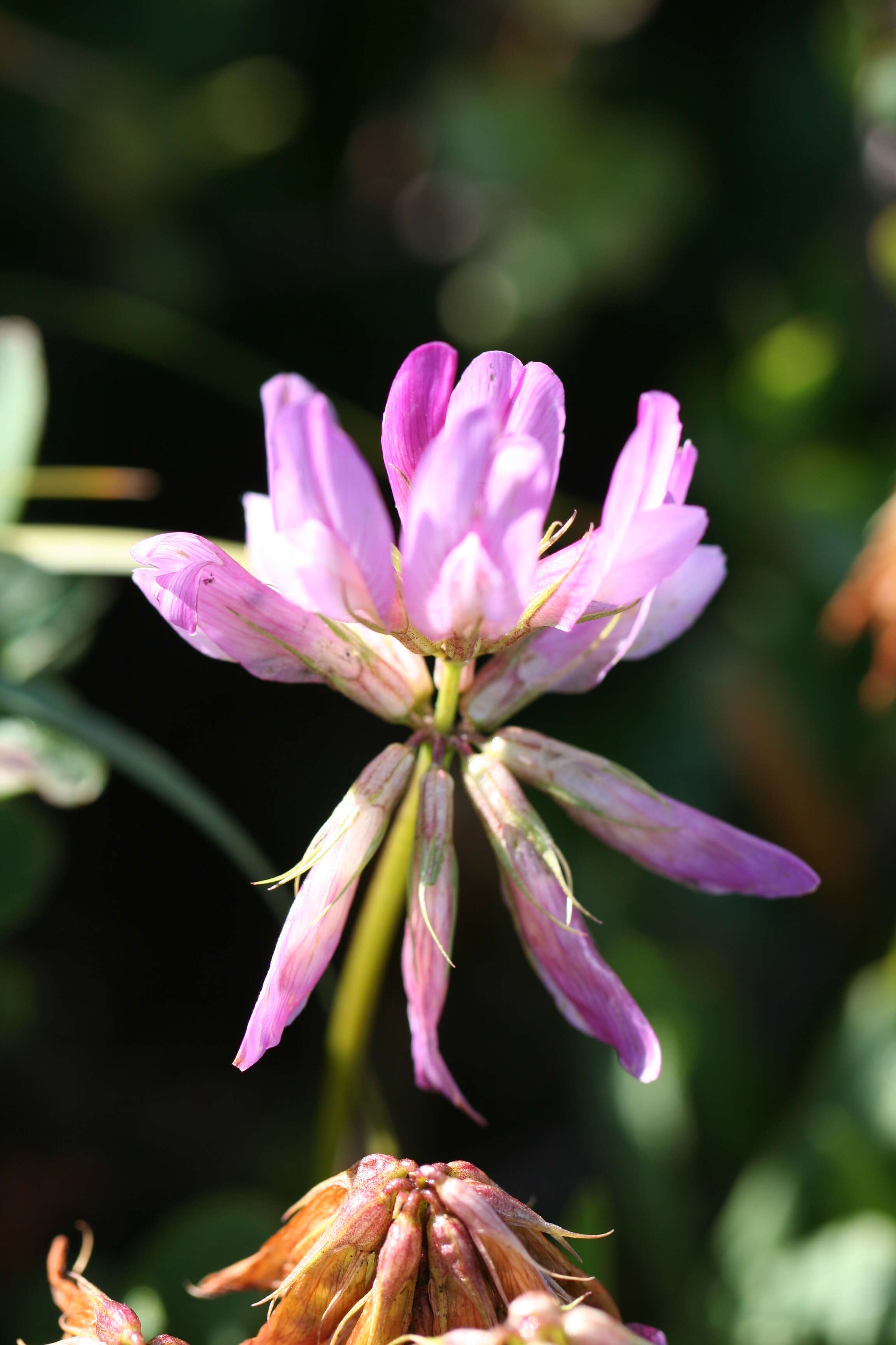 Image of alpine clover