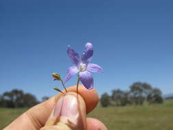 Image of Wahlenbergia capillaris (G. Lodd.) G. Don