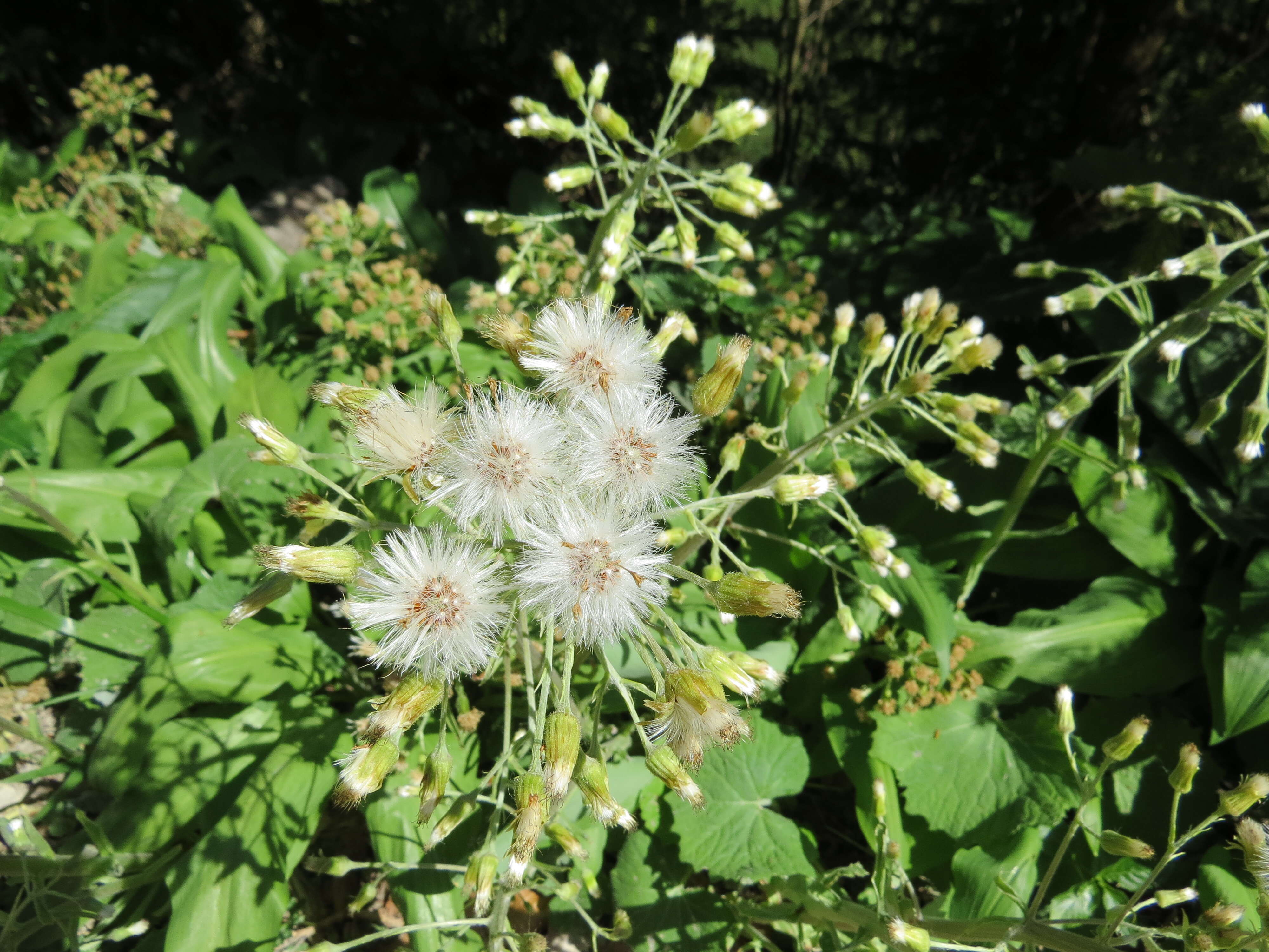 Image of Petasites albus (L.) Gaertn.