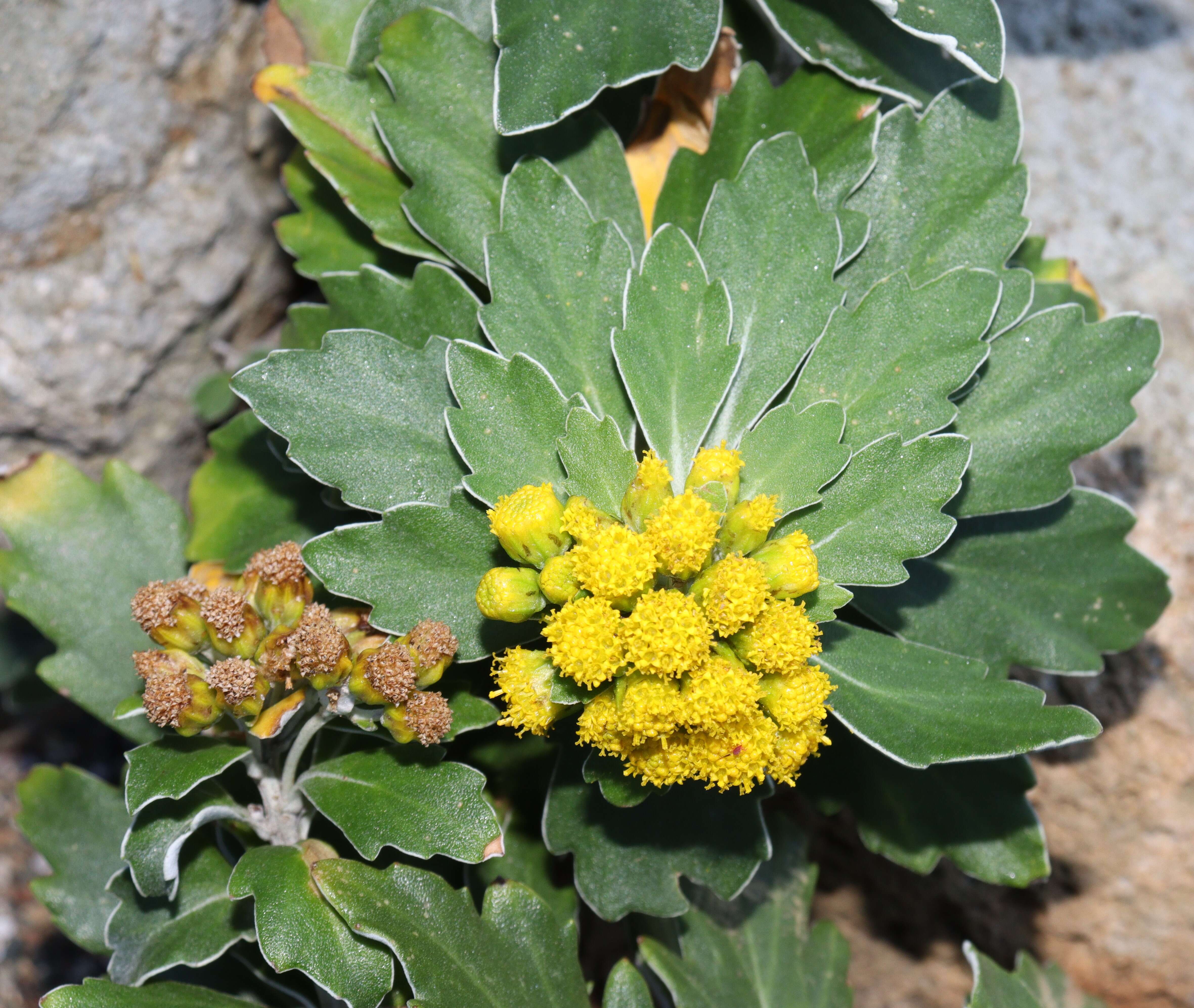 Plancia ëd Ajania pacifica (Nakai) K. Bremer & C. J. Humphries