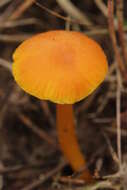 Image of Hygrocybe miniata (Fr.) P. Kumm. 1871