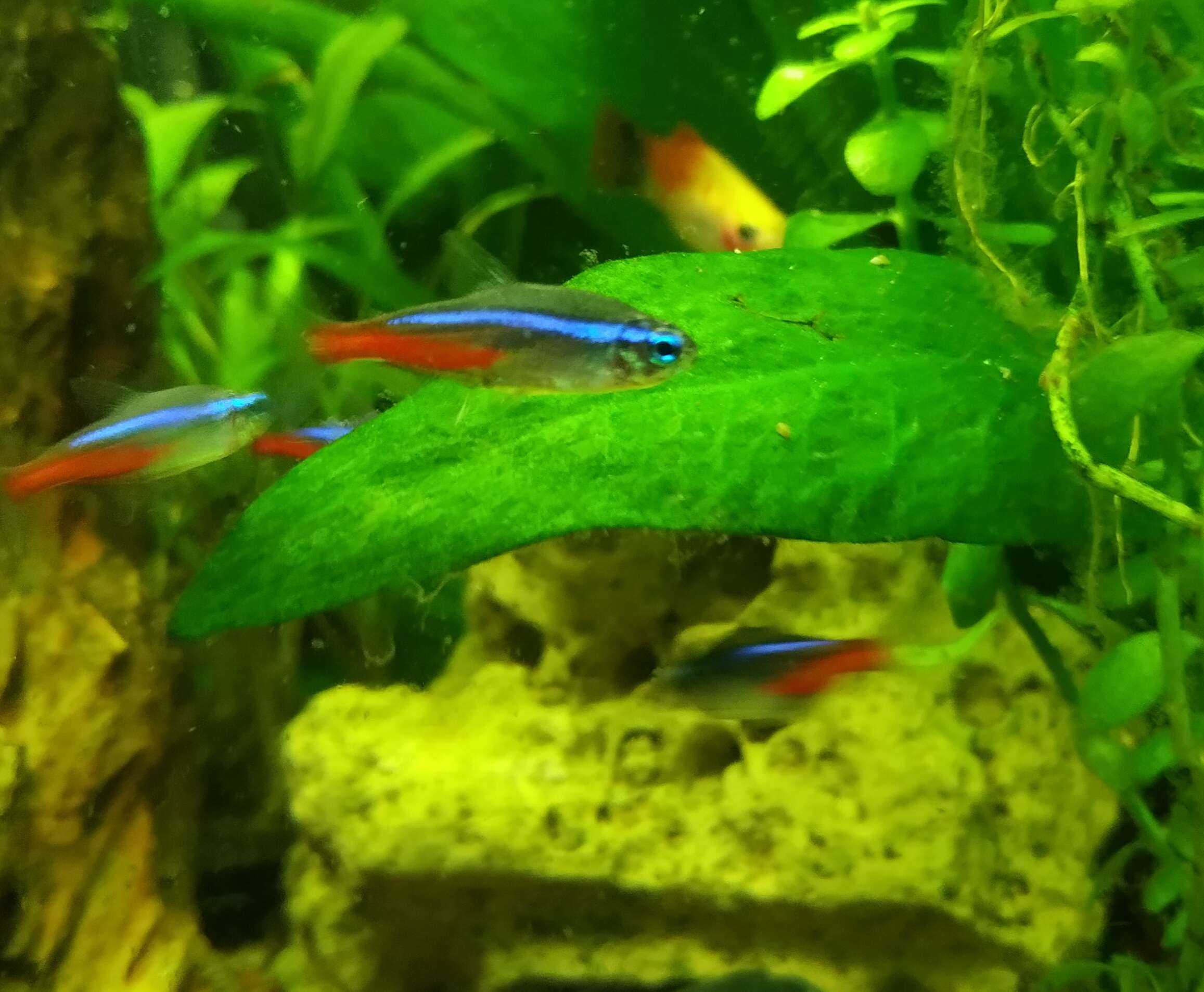 Image of Neon tetra