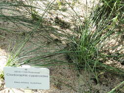 Image of bristly lovegrass