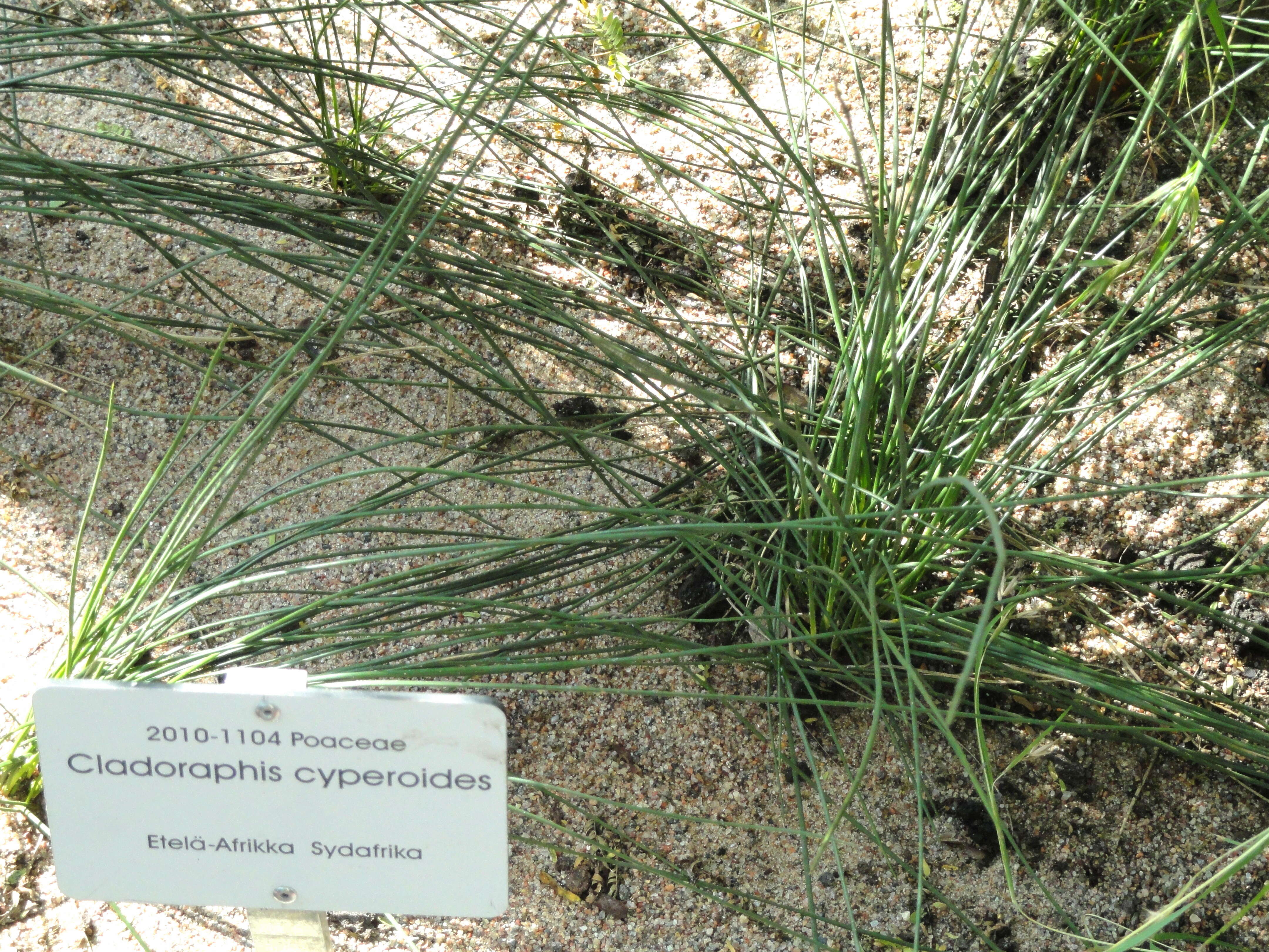 Image of bristly lovegrass