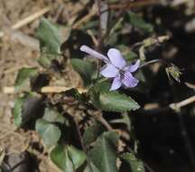 Imagem de Viola rostrata Pursh