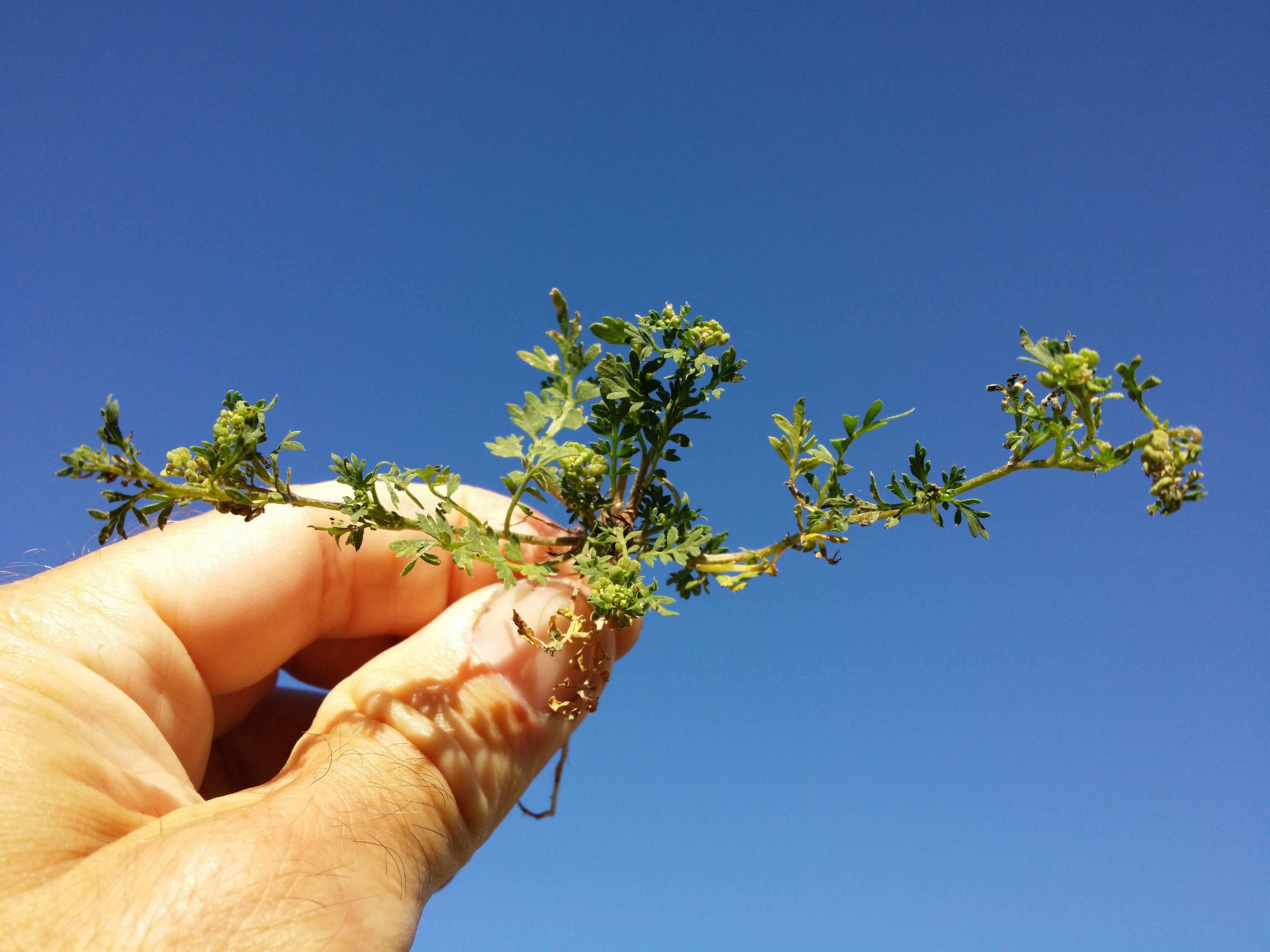 Image of Lesser swine-cress