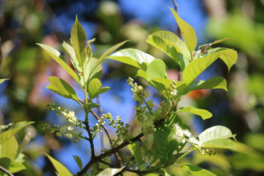 Image of Symplocos cochinchinensis (Lour.) Moore