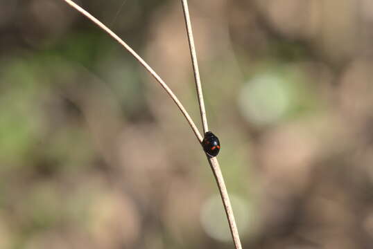 Image of Pine Lady Beetle