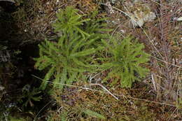 Image of Austrolycopodium fastigiatum (R. Br.) Holub