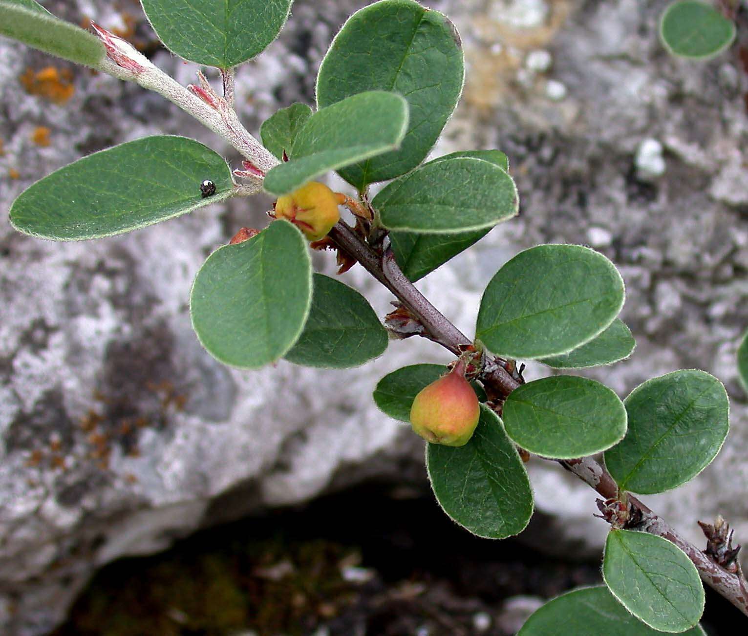 Plancia ëd Cotoneaster cambricus J. Fryer & B. Hylmö