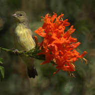 Image of Lesser Goldfinch