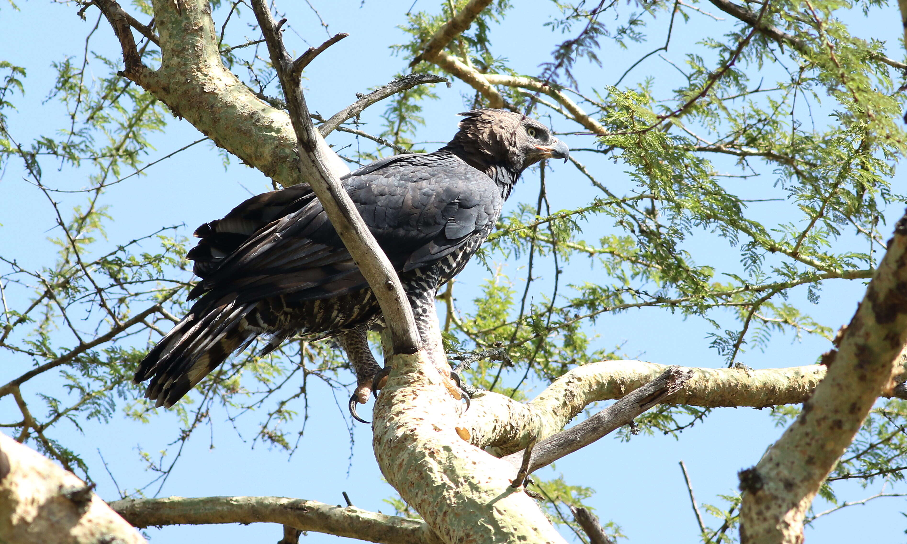 Image of Stephanoaetus Sclater & WL 1922