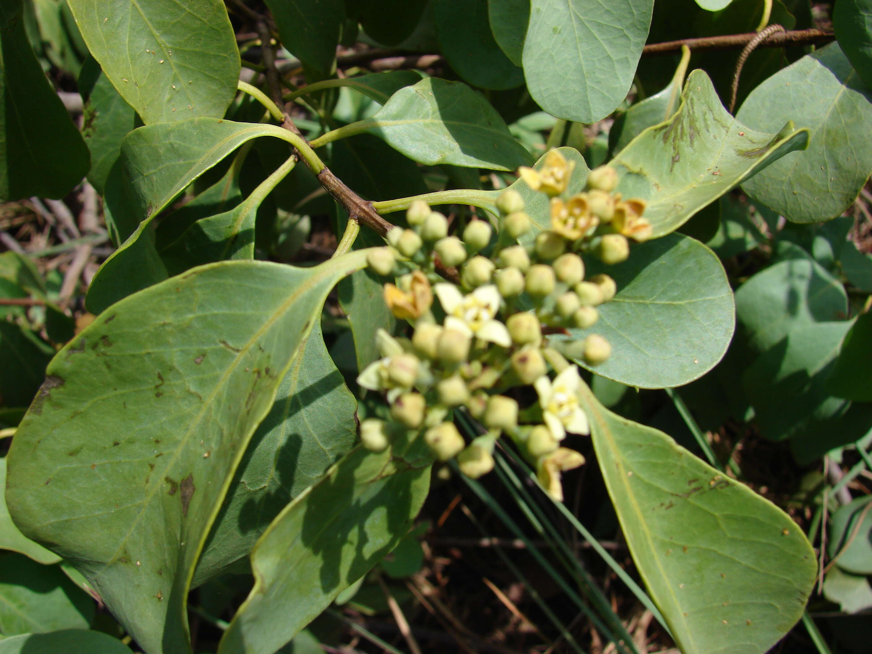 Image of coastal sandalwood