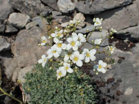 Image of Livelong Saxifrage