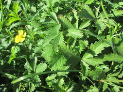 Imagem de Potentilla reptans L.