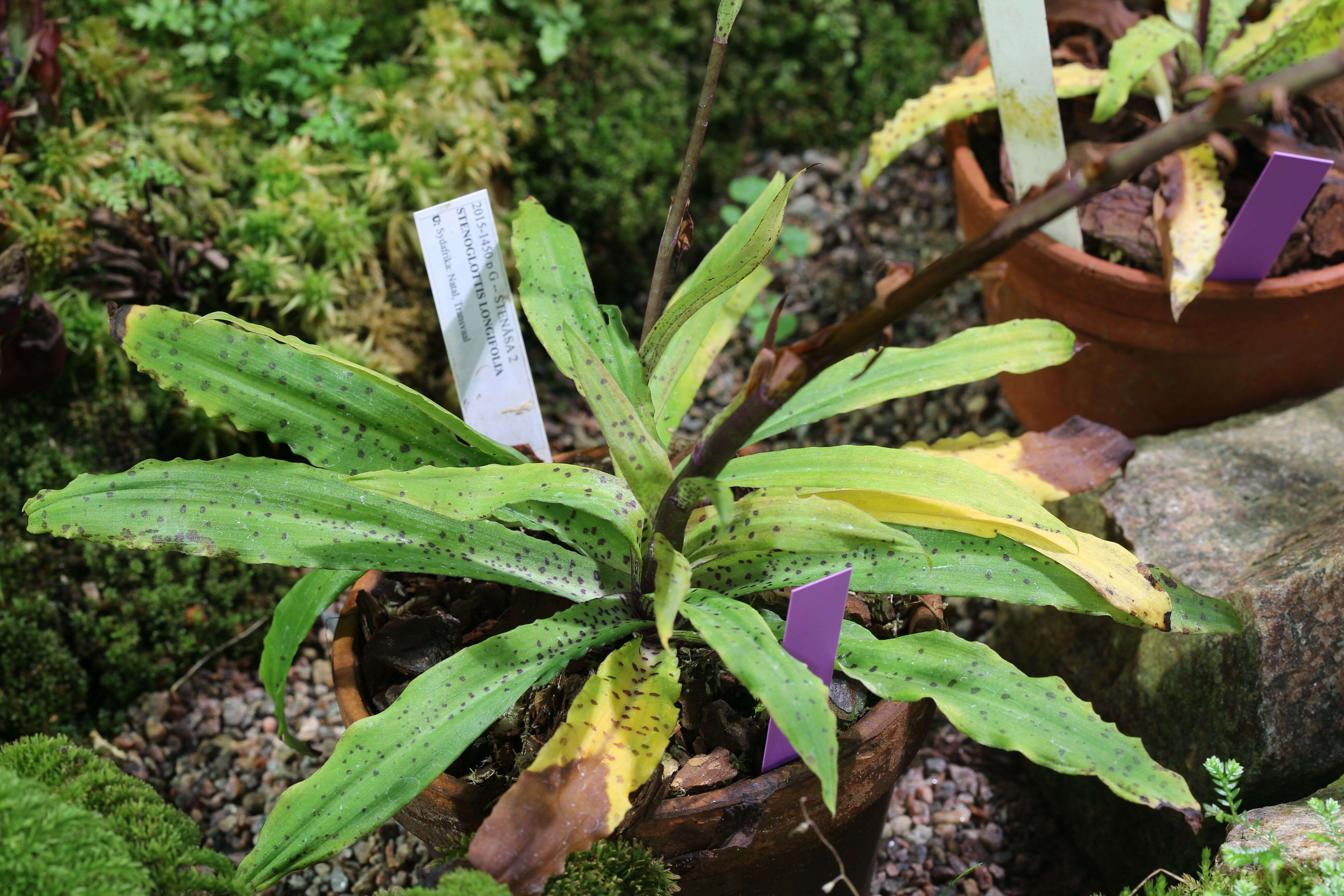 Image of Stenoglottis longifolia Hook. fil.