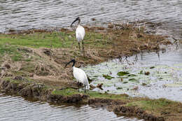 Image of Black-headed Ibis