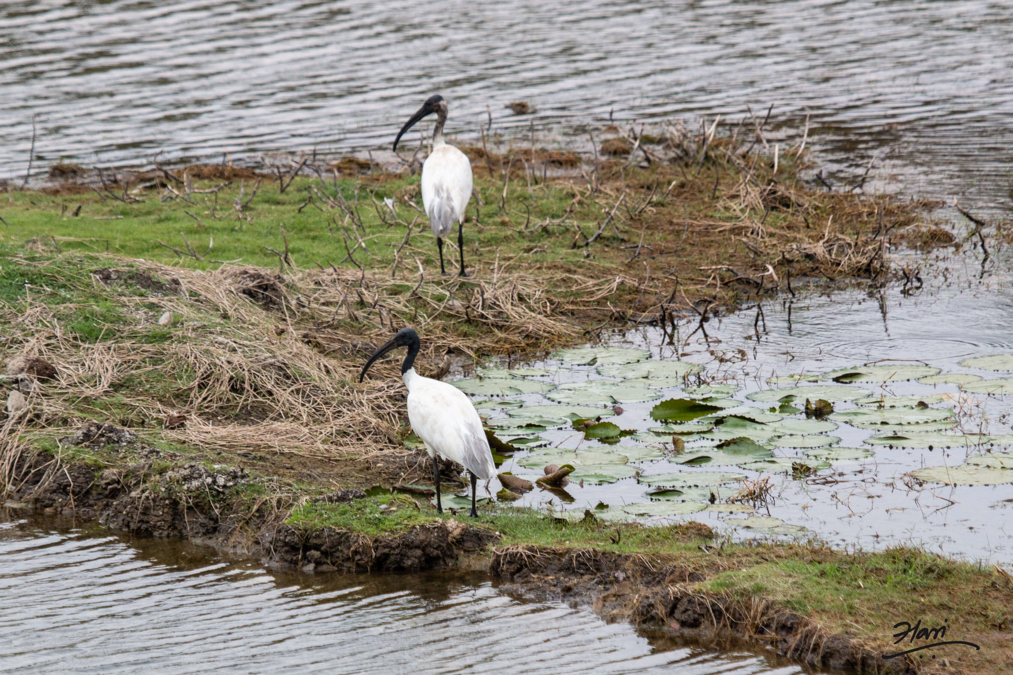 Image of Black-headed Ibis