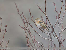 Image of Brambling