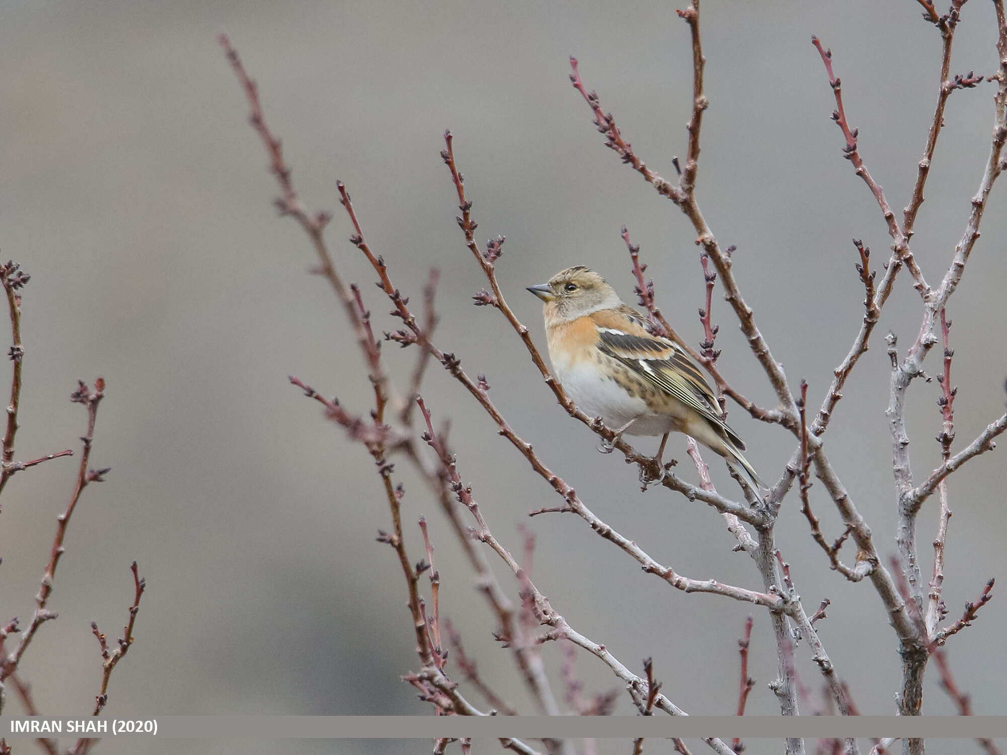 Image of Brambling