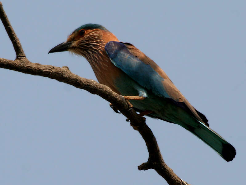 Imagem de Coracias benghalensis (Linnaeus 1758)