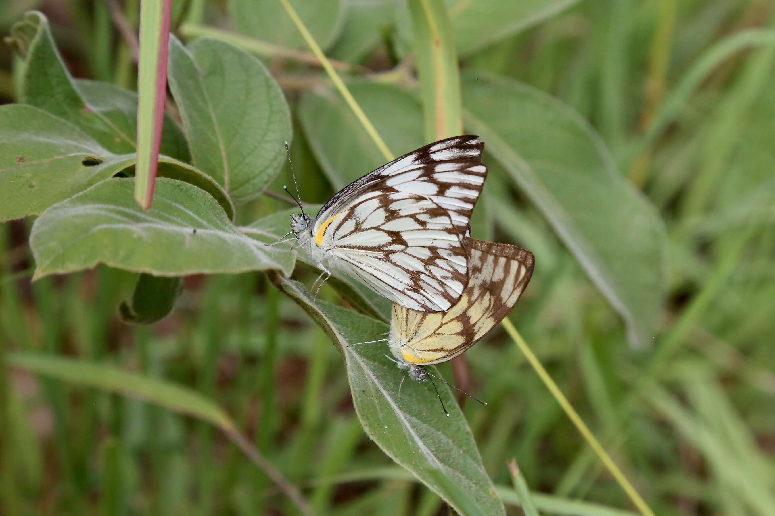 Image of Belenois gidica (Godart (1819))