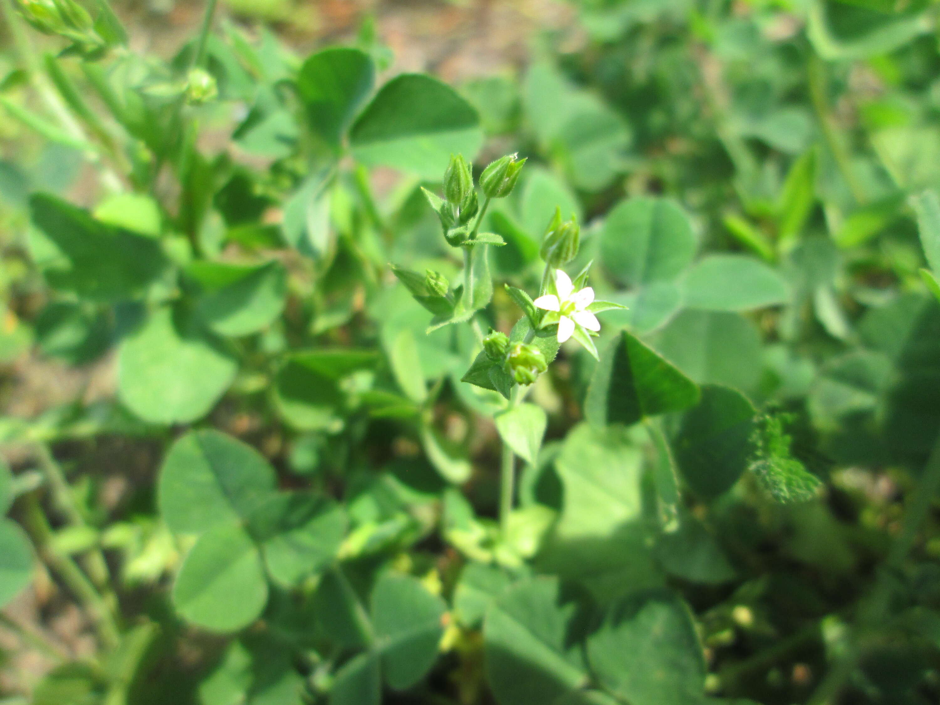 Image of Thyme-leaved Sandwort