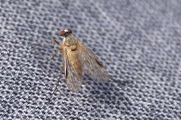 Image of Small Fleck-winged Snipe Fly