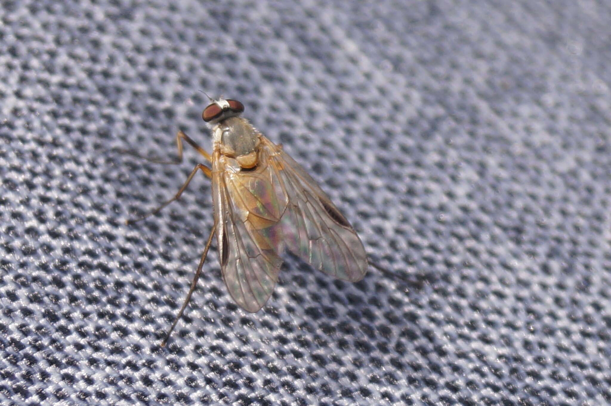 Image of Small Fleck-winged Snipe Fly