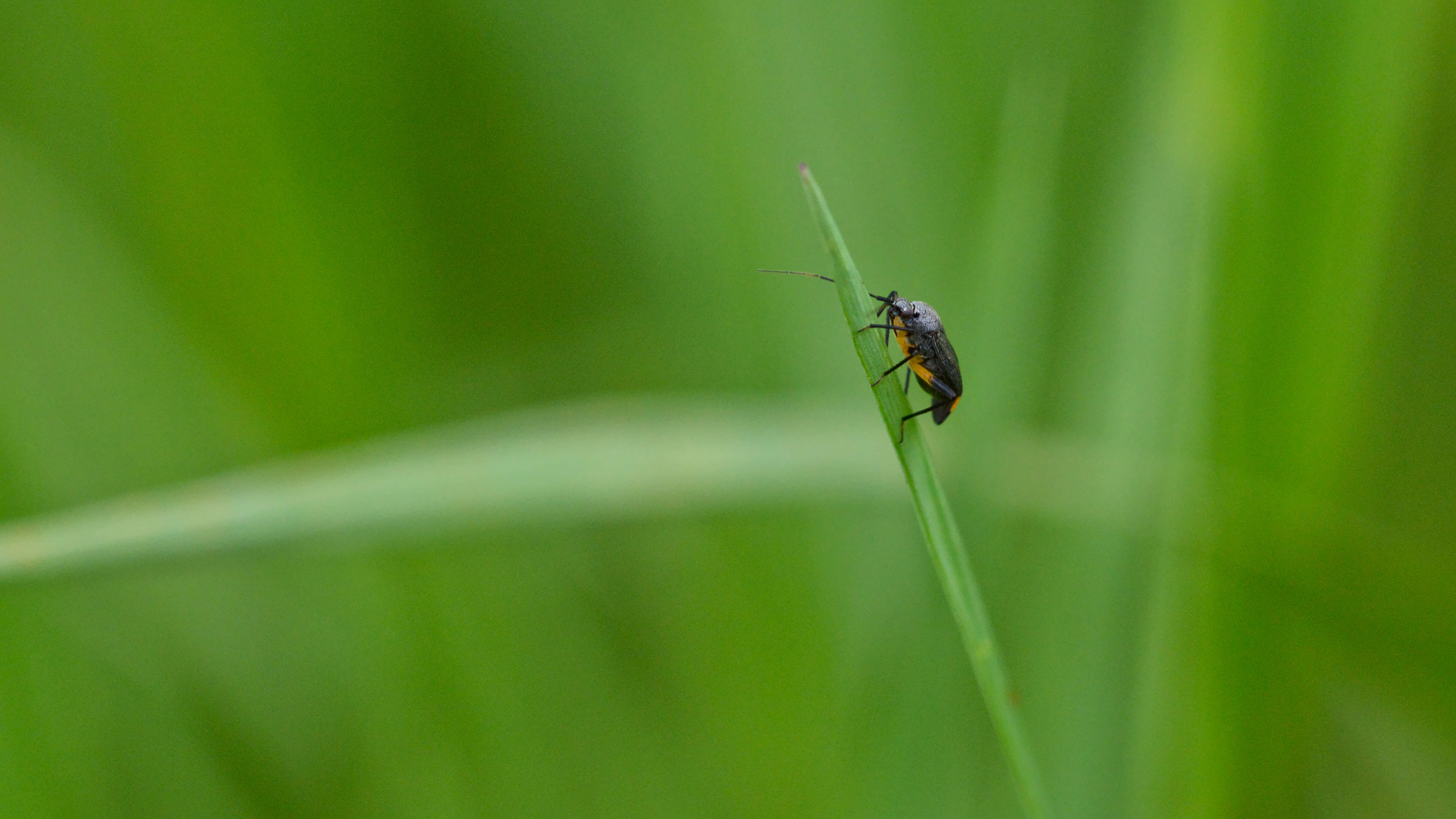 Image of Polymerus